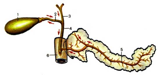 Выводные протоки печени и поджелудочной железы (Схема) Стрелками показано движение секрета