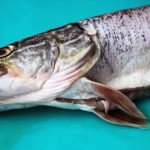 рыба при панкреатите